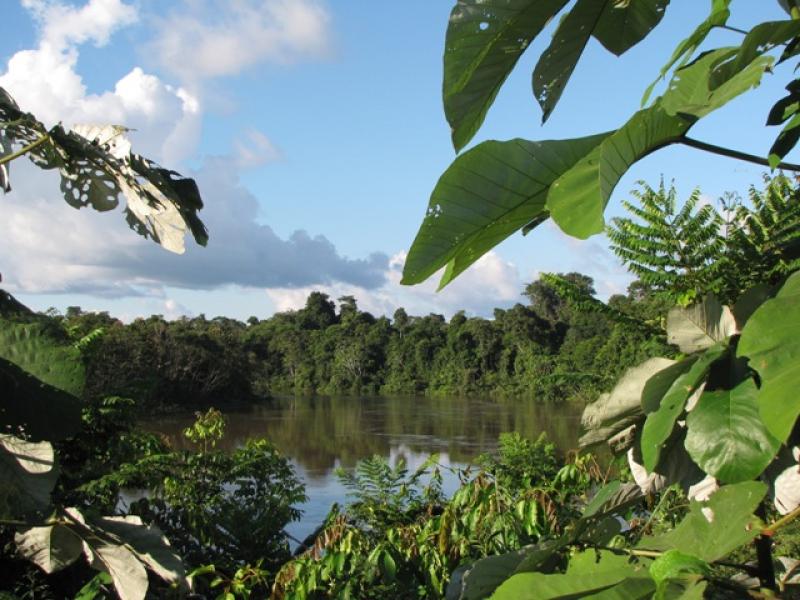 SE CONSERVARÍAN 300 MIL HECTÁREAS DE BOSQUES PRIMARIOS 