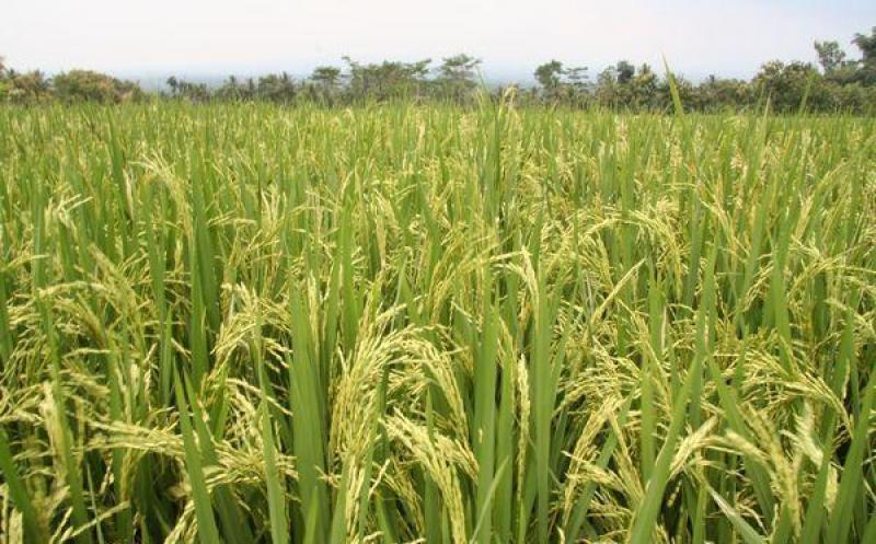 SE COSECHARÍAN 3 MILLONES DE TONELADAS DE ARROZ A NIVEL NACIONAL