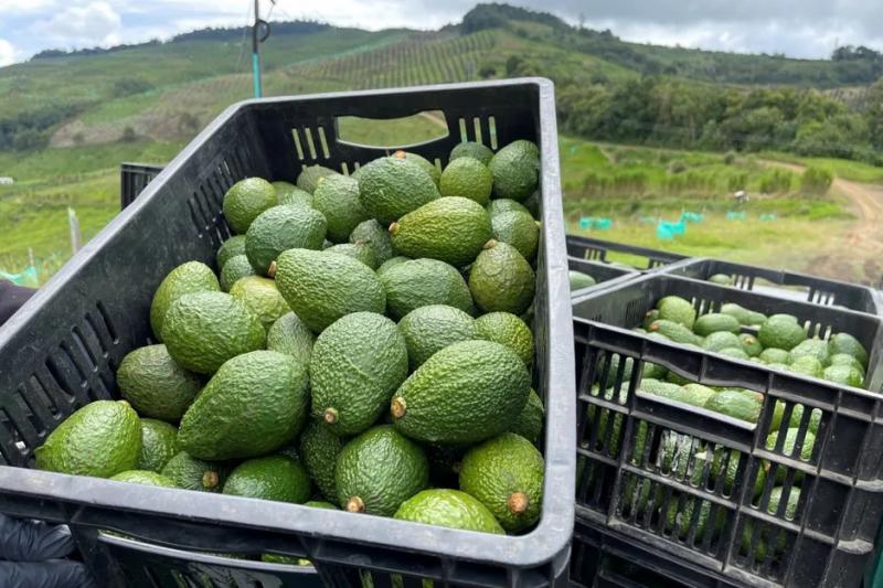 Se espera que el volumen de palta colombiana aumente en un 30 por ciento esta temporada