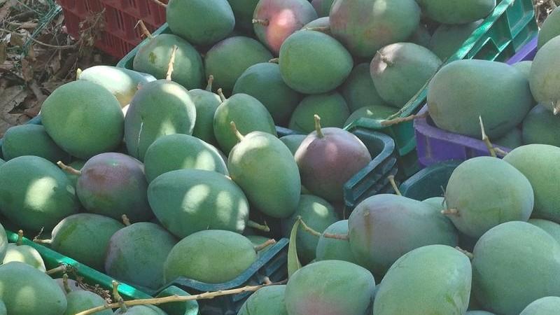 “Se están recolectando mangos con bajo nivel de brix y sin el característico color de la pulpa”