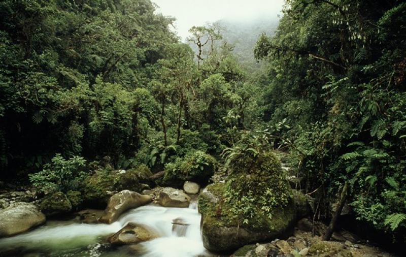 SE INICIÓ LA SEMANA FORESTAL EN EL PERÚ 