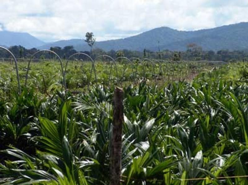 SE REALIZARÁ PRIMER FESTIVAL DE PALMA ACEITERA EN REGIÓN UCAYALI 
