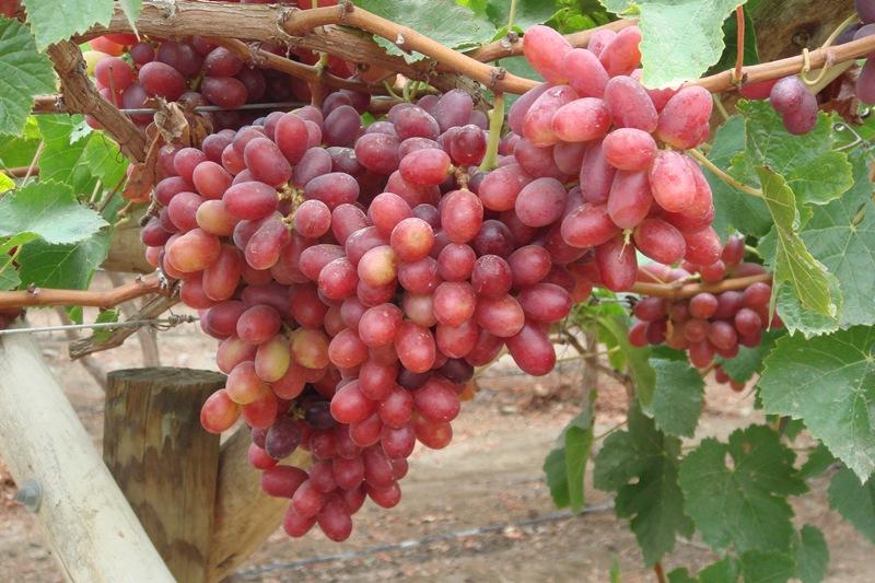 SE RECOMIENDA CONTROL ETOLÓGICO PARA LA MOSCA DE LA FRUTA