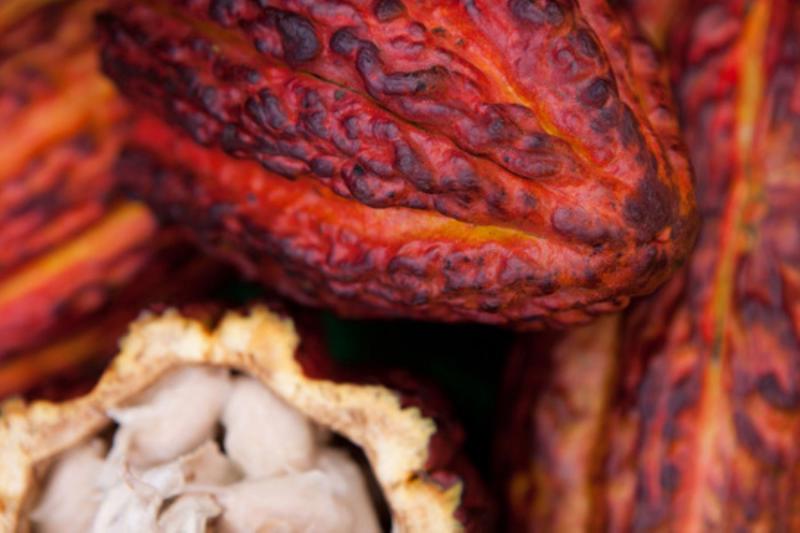 Se requieren 24 mil litros de agua para producir un kilogramo de cacao