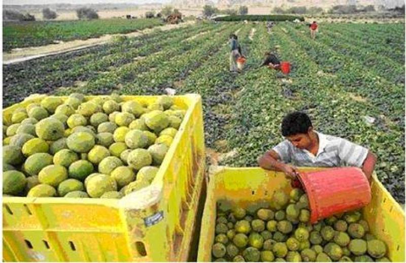 SECTOR AGROPECUARIO CRECIÓ 1.1% EN PRIMEROS CINCO MESES DEL AÑO