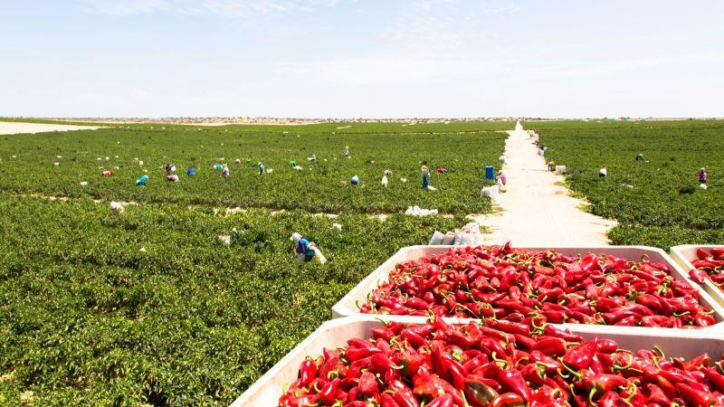 Sector agropecuario peruano cae -1.6% en junio 