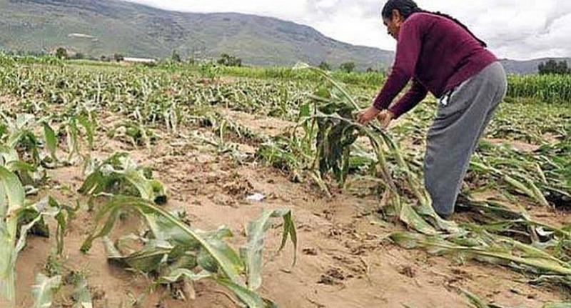 Seguro Agrícola Catastrófico ya indeminizó a 3.822 pequeños productores en lo que va de la campaña 2023/2024