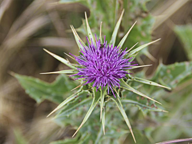 SEMBRARÁN 130 HAS DE ALCACHOFA EN EL VALLE DEL MANTARO