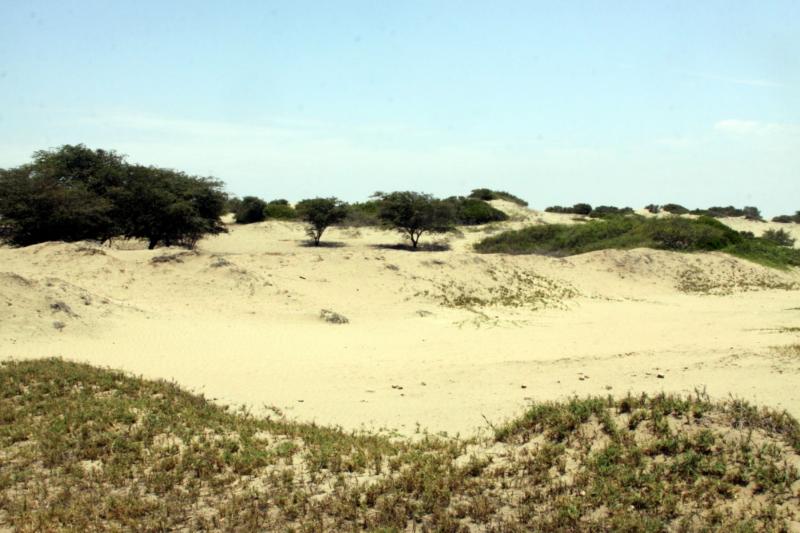 SEMBRARÁN 50,000 PLANTONES PARA REFORESTAR BOSQUES SECOS DE SULLANA