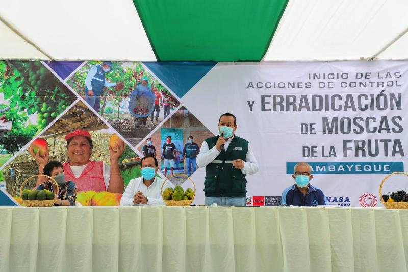 Senasa busca erradicar a la mosca de la fruta en más de 30 mil hectáreas hortofrutícolas de Lambayeque