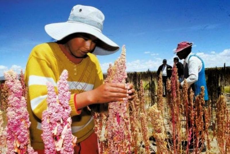 Senasa culminará acuerdo fitosanitario para ingreso de la quinua a China en el 2018