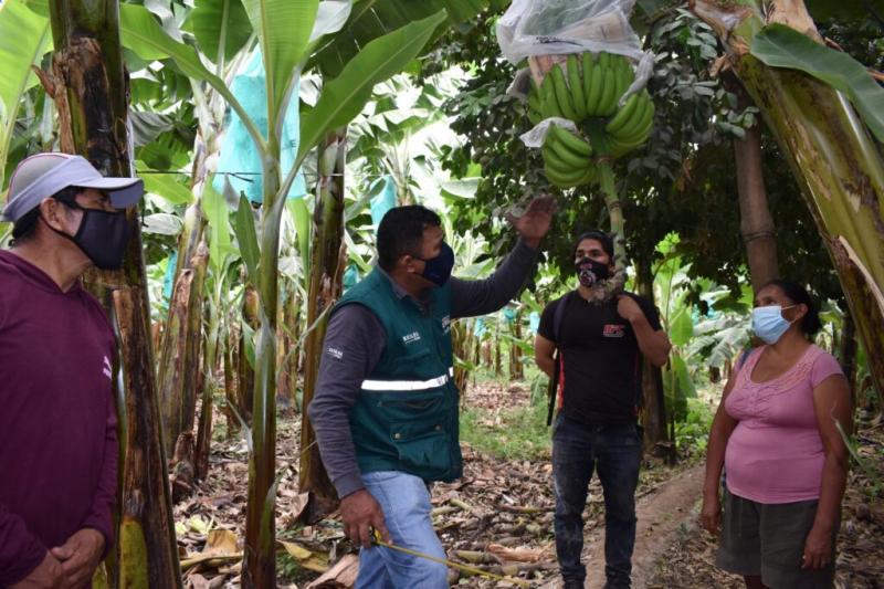 Senasa desmiente nuevo foco de Fusarium en Perú