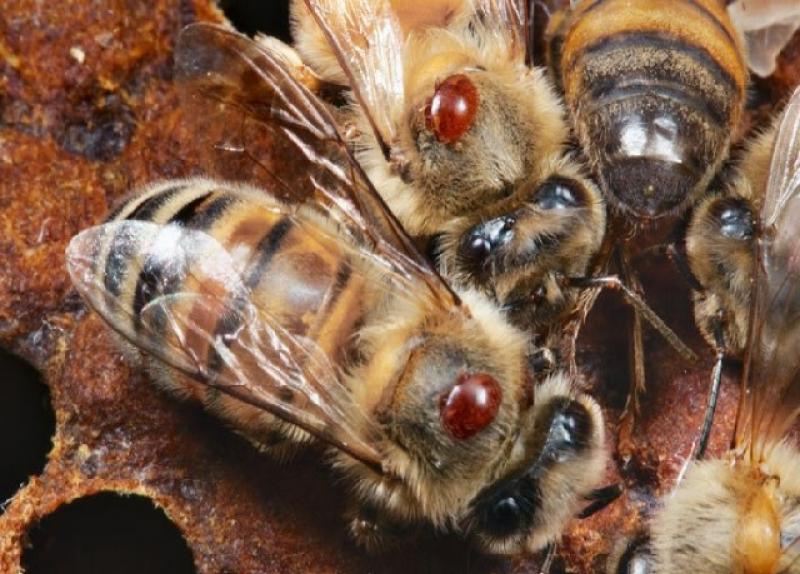 SENASA EJECUTA PROYECTO PILOTO DE CONTROL DE VARROASIS