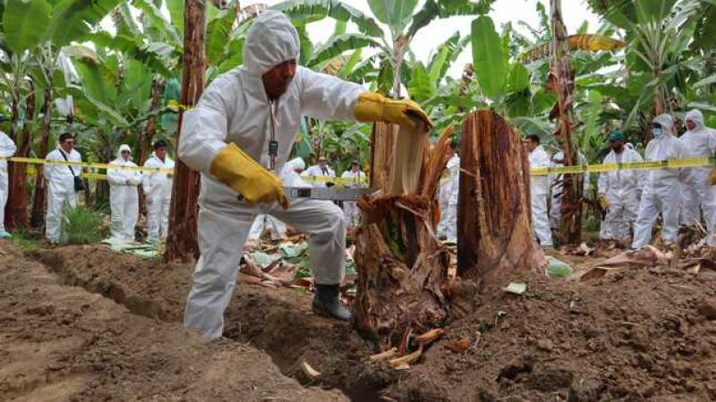 Senasa mide estrategia de prevención y control ante posible ataque de Fusarium