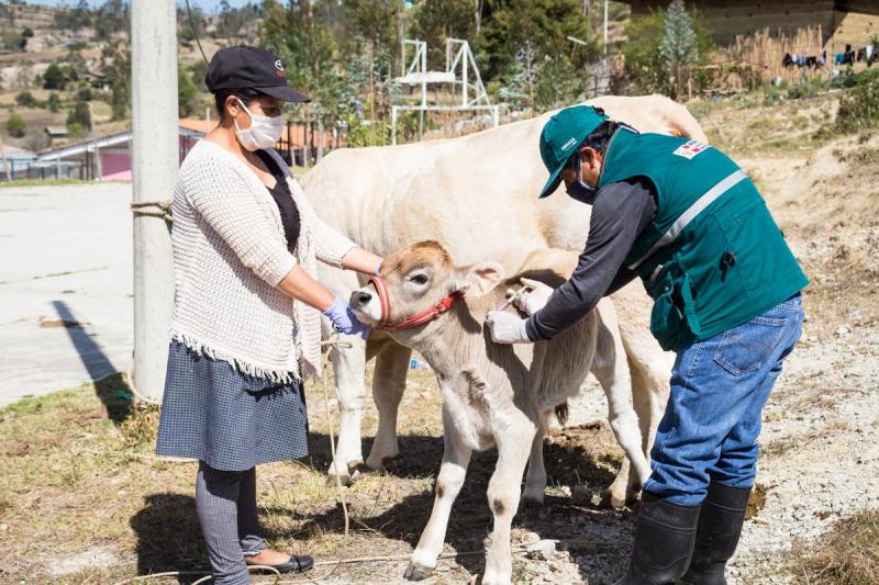 Senasa vacunó contra la rabia de los herbívoros a 290.000 animales anualmente desde 2017 hasta agosto de 2020