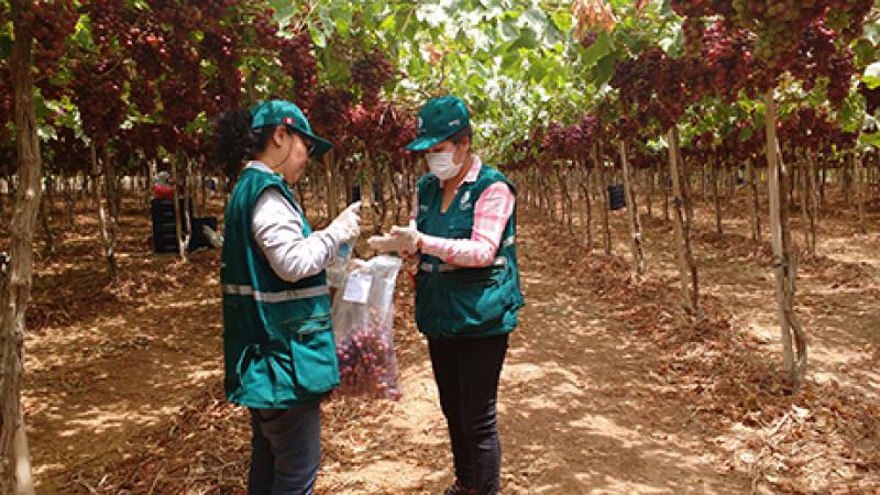 Senasa vigilará límites máximos de plaguicidas en 25 productos