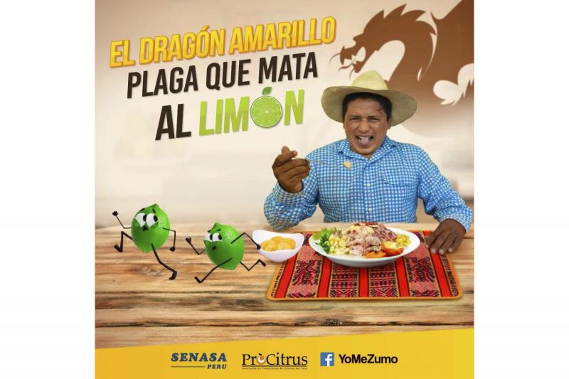 Senasa y ProCitrus impulsan campaña para prevenir plaga del dragón amarillo