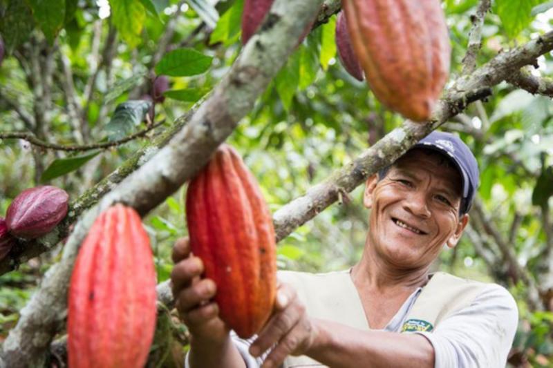 Sernanp expone experiencias exitosas de cacao producido en áreas libres de deforestación