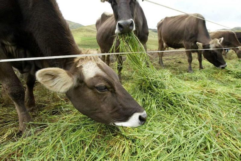 Siembran 100 hectáreas de pastos para 20 mil cabezas de ganado