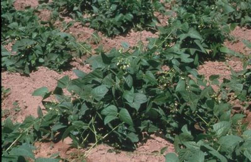 SIEMBRAN LEGUMINOSAS DE GRANO CON HUMEDAD REMANENTE DEL CULTIVO DE ARROZ