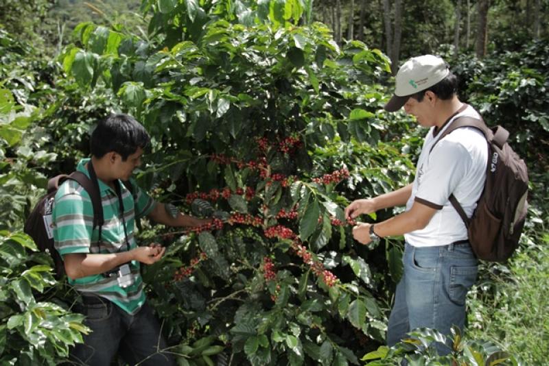 Sin asistencia técnica, Perú no ganará más mercados en nicho de cafés orgánicos