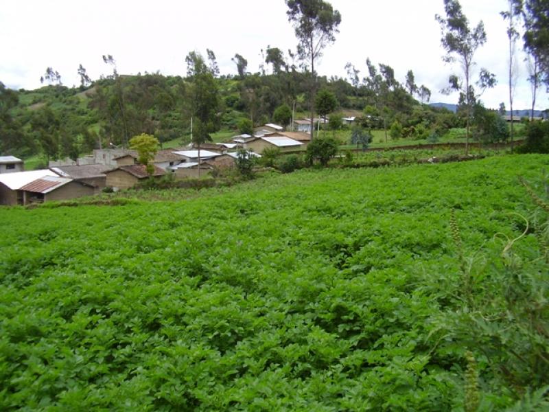 SITUACIÓN DE LA PRODUCCIÓN AGROPECUARIA EN NOVIEMBRE 2011