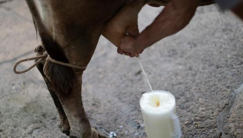 SNI: Modificación al Reglamento de la Leche va a encarecer el precio del producto