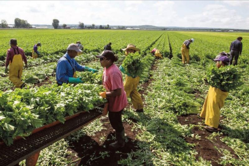 Solicitan al presidente Sagasti promulgar ley que promueve asociatividad de agricultores y ganaderos en cooperativas