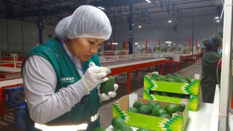 Solo el 0.013% de los envíos agrícolas peruanos han sido rechazados por superar los límites máximos de residuos