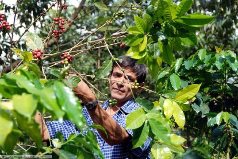 SOLUCIONES PRÁCTICAS PARA FORMALIZACIÓN DE CAFETALEROS EN NUEVO REGLAMENTO