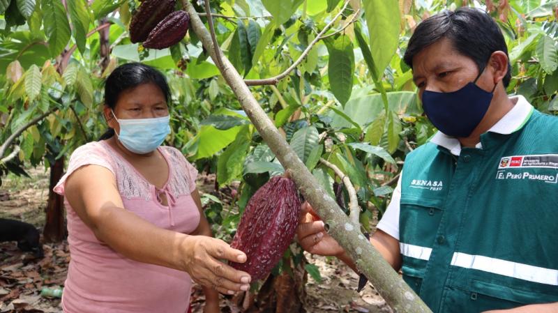 Superficie orgánica en Perú alcanzó las 436,568.01 hectáreas en 2023, mostrando una contracción de -17.59%