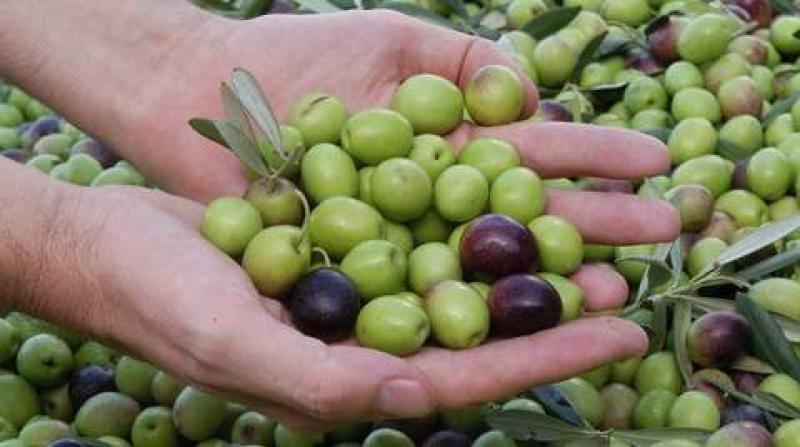 TACNA: 2014 SERÍA UN AÑO ¨SORPRENDENTE¨ PARA LA PRODUCCIÓN DE ACEITUNAS