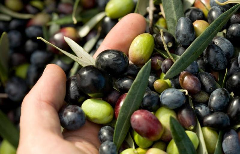 TACNA INCREMENTARÍA 5 MIL HAS PARA EL CULTIVO DE ACEITUNA 