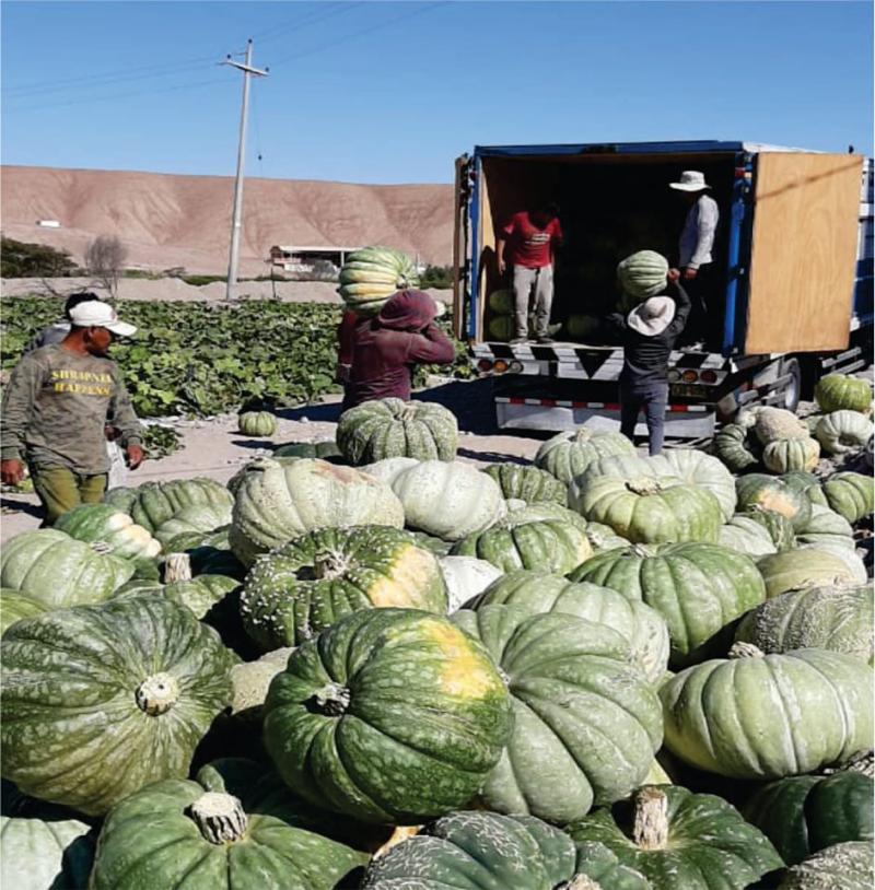 Tacna lista para exportar 2.500 toneladas de zapallo a Chile