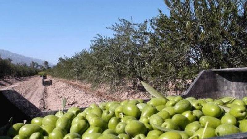 TACNA: USO DE ABONO ORGÁNICO FAVORECE PRODUCCIÓN DE OLIVO