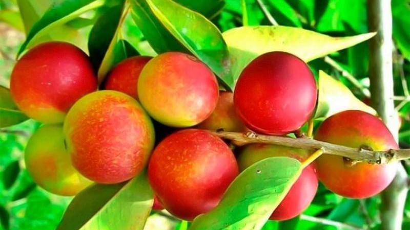 Té de camu camu de Productos VEBA gana premio a la excelencia mundial