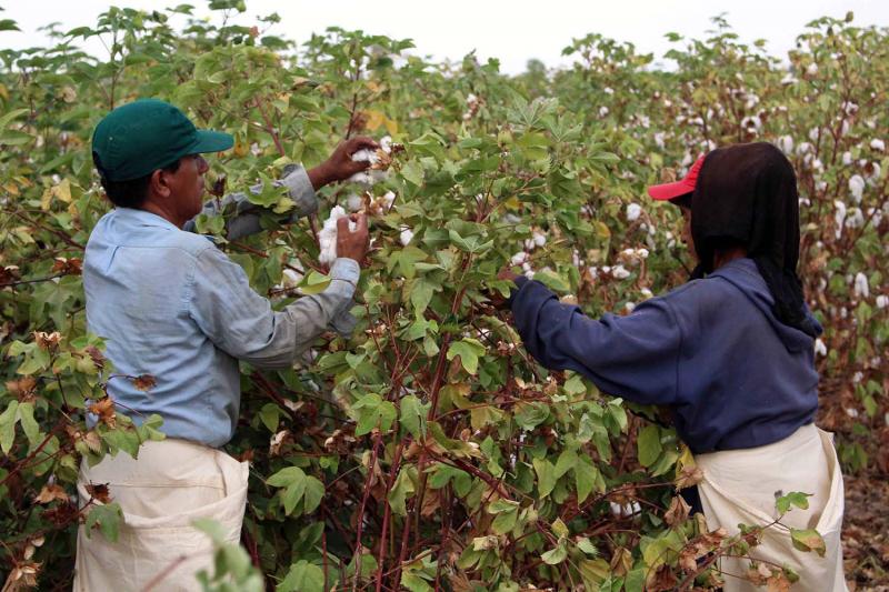 TÉCNICOS DEL  INIA Y MINAGRI VIAJAN A BRASIL PARA INTERCAMBIAR EXPERIENCIAS EN PRODUCCIÓN DE ALGODÓN