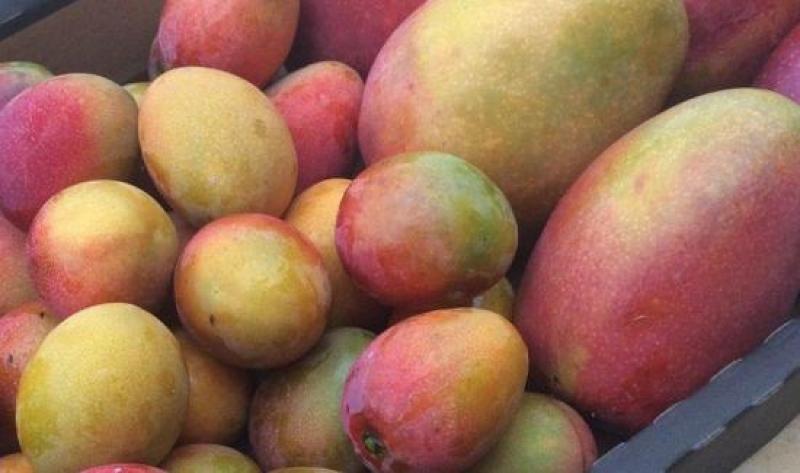 Todo listo para el Taller de las Organizaciones de Mango Extranjeras (FMOs) 2026