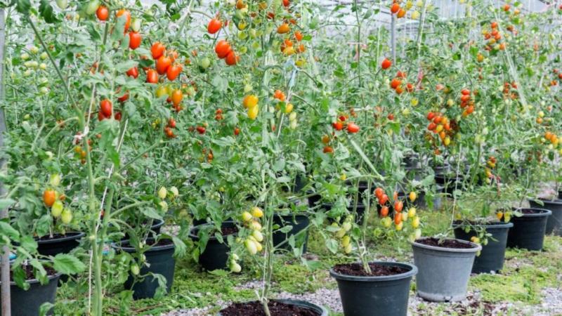 Tomate cherry: Las 10 plagas y enfermedades más comunes