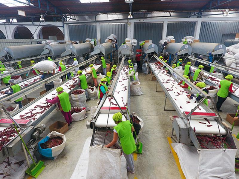 Tras afianzarse en el mercado de capsicums secos, S&M Foods mira con buenas perspectivas el de los productos frescos