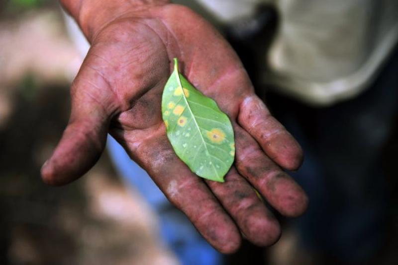 TRAS EMERGENCIA POR ROYA, EL ABUSO DE AGROQUIMICOS PREOCUPA A CAFETALEROS