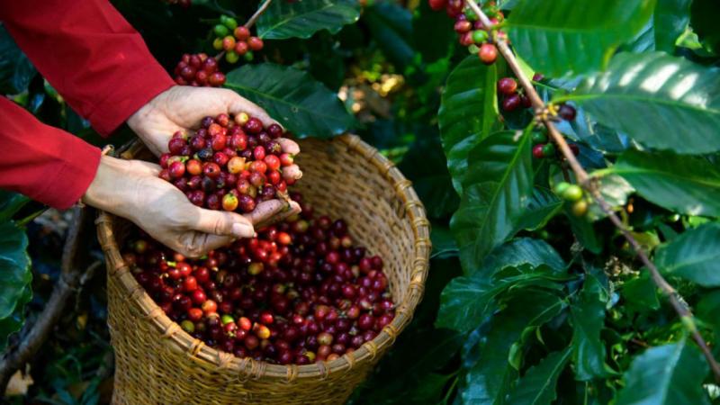 Tres empresas de café entre las 10 principales agroexportadoras de Perú
