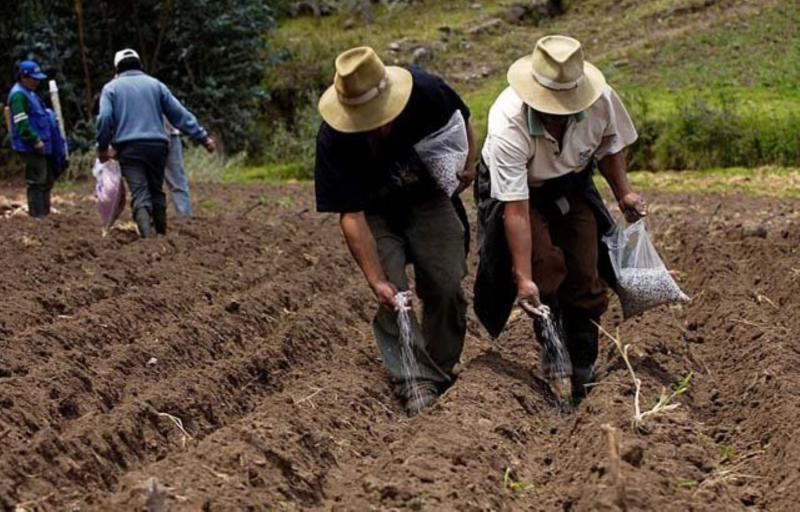 TUMBES: REALIZAN DEMOSTRACIÓN DE MÉTODOS Y TÉCNICAS DE MANEJO DE ARROZ