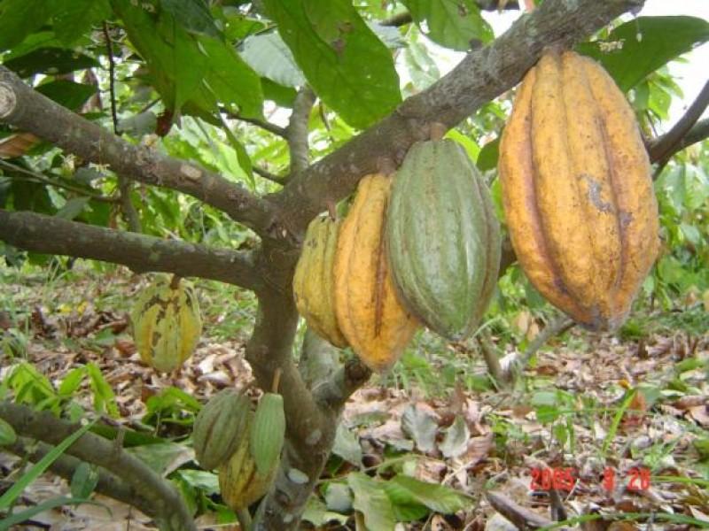 UCAYALI: INSTALARÍAN 700 HECTÁREAS DE CACAO FINO Y DE AROMA