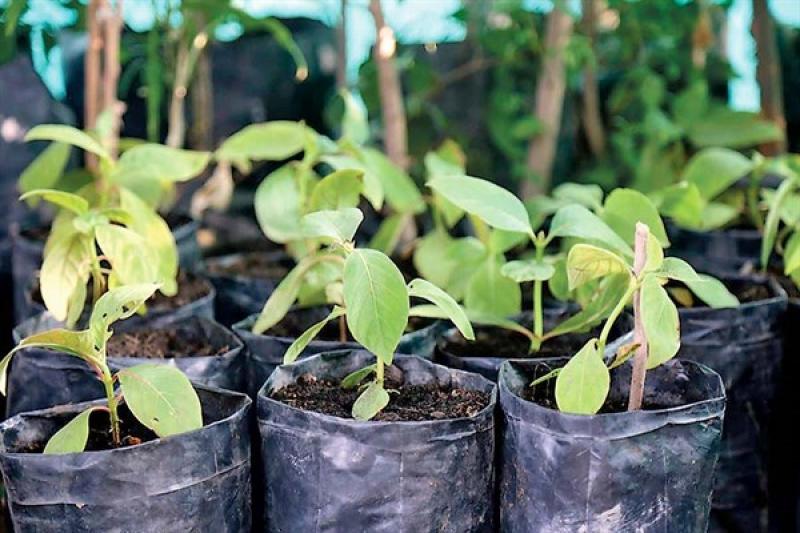 UNI preservará árbol de la quina