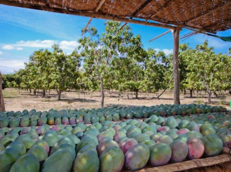 Unión Europea impone restricciones a mango peruano por mosca de la fruta