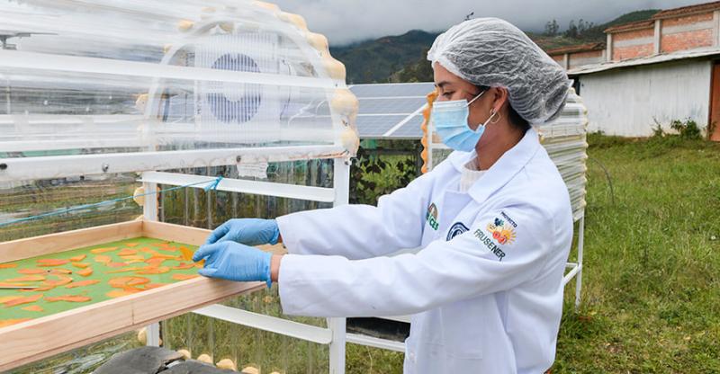 UNTRM utiliza energía solar para conservar frutas de manera eficiente