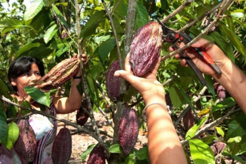 US$ 20 MILLONES PARA INSERTAR AL MERCADO A PRODUCTORES DE SELVA ALTA