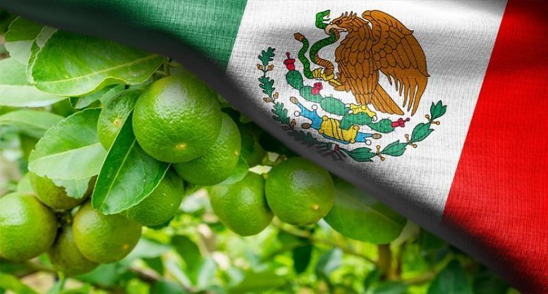 USDA: México liderará la producción mundial de limón en 2024/2025