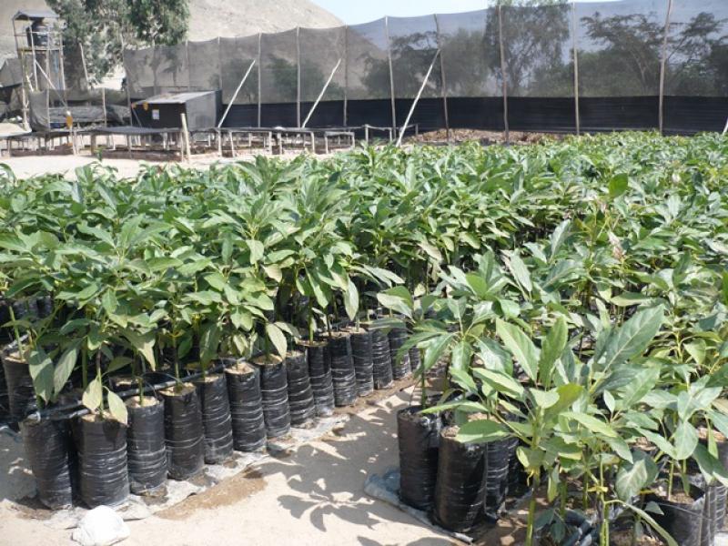 USO DE PORTAINJERTO AUMENTA PRODUCTIVIDAD Y CALIDAD EN PALTAS